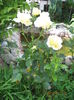 Picture 6573