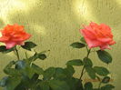 Picture 6578