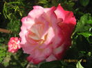 Picture 6583