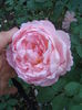 DSC07394