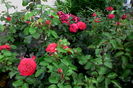 IMG_20160726_071441