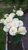 WP_20160726_20_37_48_Pro