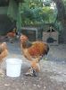 IMG_20160726_192231