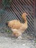 IMG_20160726_193308
