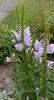 physostegia virginiana