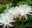 20160727—echinopsis lila