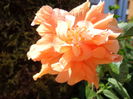DSC04974