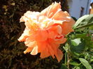DSC04976