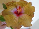 DSC04946