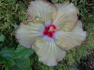 DSC04951