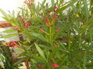 DSCN0977[1]