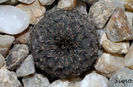 Frailea castanea