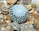Turbinicarpus pseudopectinatus