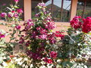 DSCN2644