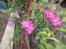 DSCN2791