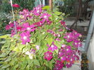 DSCN2821