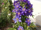 multiblue