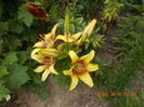 DSCN3003