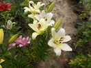 DSCN3007