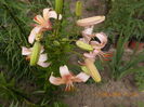 DSCN3017