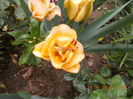 DSCN3046