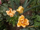 DSCN3047