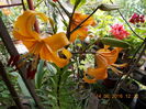 DSCN3061