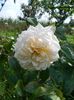 Crocus rose