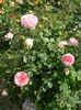 Abraham Darby