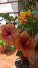 WP_20160729_13_06_12_Pro