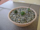 Grup de 4 Gymnocalycium