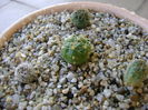Grup de 4 Gymnocalycium