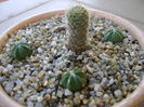 Aylostera fiebrigii & 3 Astrophytum asterias hb.
