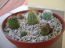 Grup de 7 cactusi