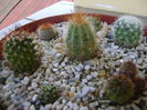 Grup de 7 cactusi