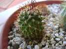 Mammillaria polythele ssp. obconella