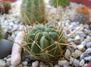 Lobivia aculeata (Echinopsis pentlandii)