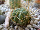 Lobivia aculeata (Echinopsis pentlandii)