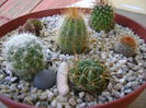 Grup de 7 cactusi