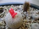 Epythelantha micromeris & Frailea angelesii