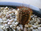 Frailea angelesii