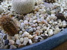 Frailea angelesii & Frailea castanea