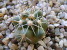 Thelocactus hexaedrophorus