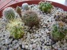 Grup de 7 cactusi