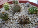 Grup de 7 cactusi
