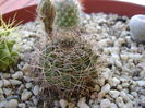 Lobivia arachnacantha v. densiseta