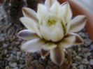 Gymnocalycium ragonesei