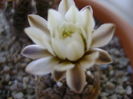 Gymnocalycium ragonesei