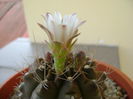 Gymnocalycium quehlianum