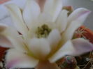 Gymnocalycium quehlianum